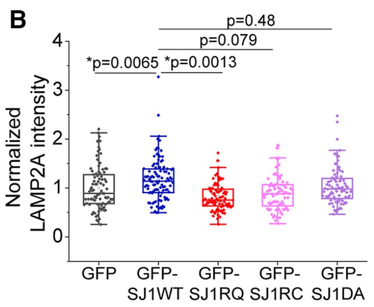Immunofluorescence analysis of LAMP2A in N2a cells.jpg